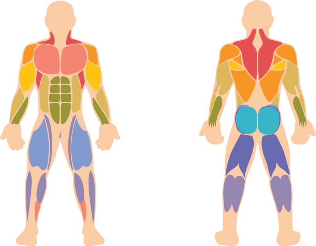BackZonology — The signal system in the back and the emotional body