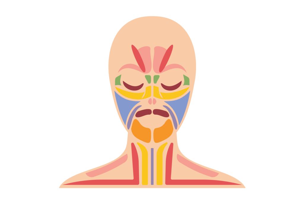 FaceZonology — The signal system in the face and the mental body