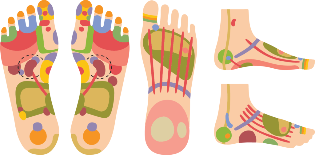 FootZonology — The science of the signal system on the feet